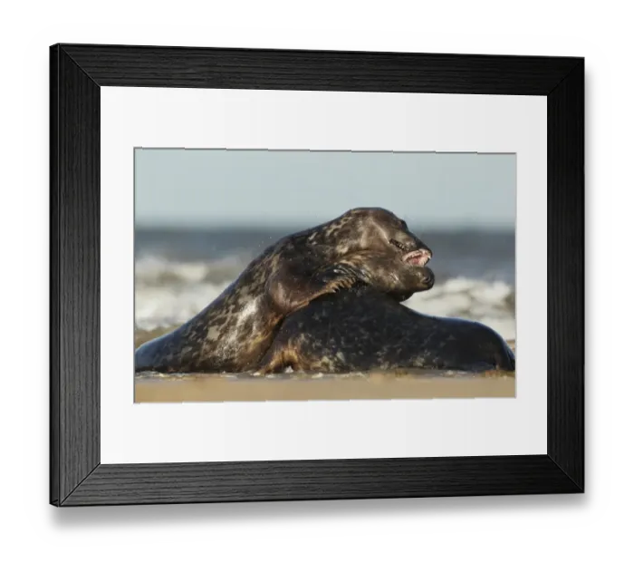 Framed Print : Grey Seal (Halichoerus grypus) two immatures, playfighting on beach, Lincolnshire, England, September Framed Print : Grey Seal (Halichoerus grypus) two immatures, playfighting on beach, Lincolnshire, England, September