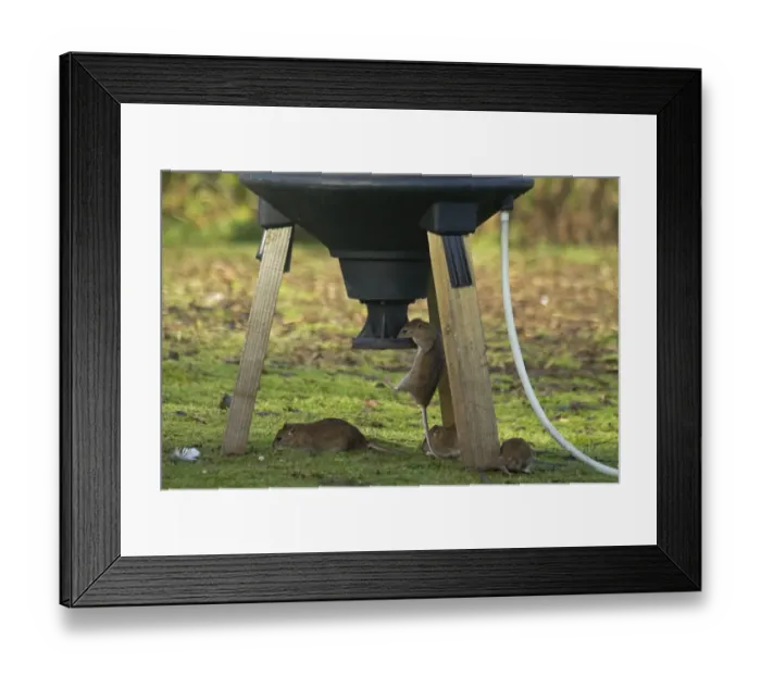 Framed Print : Brown Rat (Rattus norvegicus) four adults, feeding at pheasant feeder, Shropshire, England, November Framed Print : Brown Rat (Rattus norvegicus) four adults, feeding at pheasant feeder, Shropshire, England, November