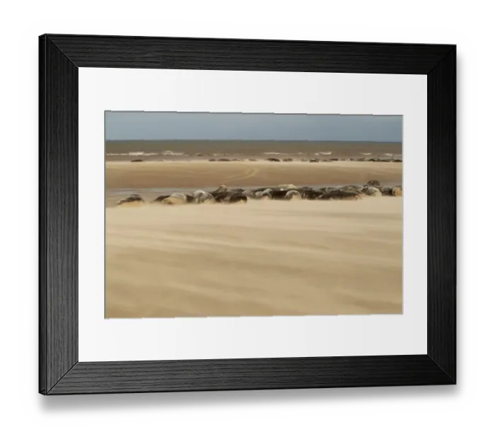 Framed Print : Grey Seal (Halichoerus grypus) group, colony resting on beach habitat with windblown sand, Lincolnshire, England Framed Print : Grey Seal (Halichoerus grypus) group, colony resting on beach habitat with windblown sand, Lincolnshire, England