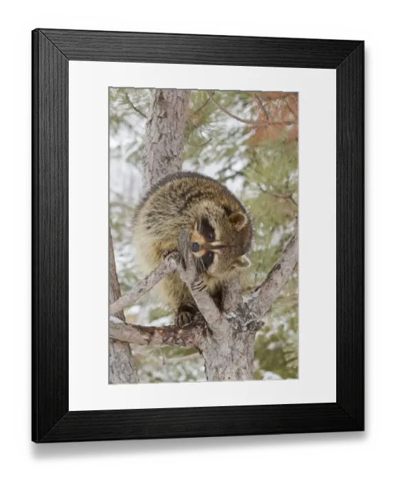 Framed Print : Common Raccoon (Procyon lotor) adult, feeding on bark in pine tree, Minnesota, U. S. A. January (captive) Framed Print : Common Raccoon (Procyon lotor) adult, feeding on bark in pine tree, Minnesota, U. S. A. January (captive)