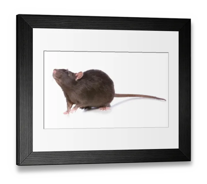 Framed Print : Domestic Rat, adult, standing
