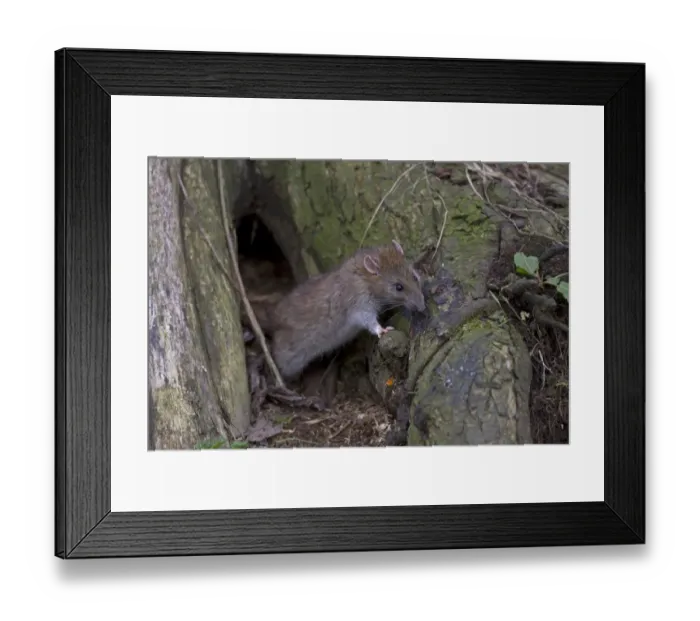 Framed Print : Brown Rat (Rattus norvegicus) adult, feeding on bark at nest entrance, Norfolk, England, March