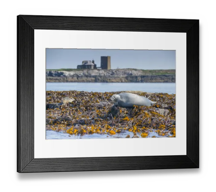 Framed Print : Grey Seal (Halichoerus grypus) adult, hauled out on seaweed covered rocks, Staple Island, Outer Farnes, Farne Islands Framed Print : Grey Seal (Halichoerus grypus) adult, hauled out on seaweed covered rocks, Staple Island, Outer Farnes, Farne Islands