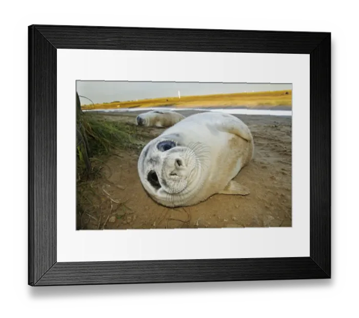 Framed Print : Grey Seal (Halichoerus grypus) two whitecoat pups, resting on beach beside creek, Donna Nook Nature Reserve Framed Print : Grey Seal (Halichoerus grypus) two whitecoat pups, resting on beach beside creek, Donna Nook Nature Reserve