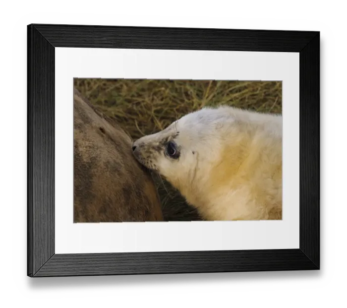 Framed Print : Grey Seal (Halichoerus grypus) whitecoat pup, close-up of head, suckling from mother in sand dunes