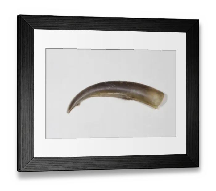 Framed Print : Grey Seal (Halichoerus grypus) claw Framed Print : Grey Seal (Halichoerus grypus) claw
