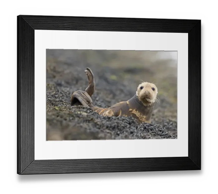 Framed Print : Grey Seal (Halichoerus grypus) adult, moulting coat, resting on seaweed covered rocks, Suffolk, England, June Framed Print : Grey Seal (Halichoerus grypus) adult, moulting coat, resting on seaweed covered rocks, Suffolk, England, June