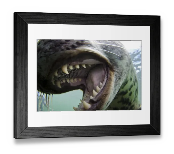 Framed Print : Grey Seal (Halichoerus grypus) pup, close-up of open mouth, mouthing camera underwater, Farne Islands, Northumberland Framed Print : Grey Seal (Halichoerus grypus) pup, close-up of open mouth, mouthing camera underwater, Farne Islands, Northumberland