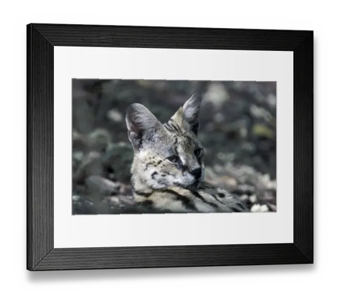 Framed Print : Serval (Leptailurus serval) Close-up of head Framed Print : Serval (Leptailurus serval) Close-up of head