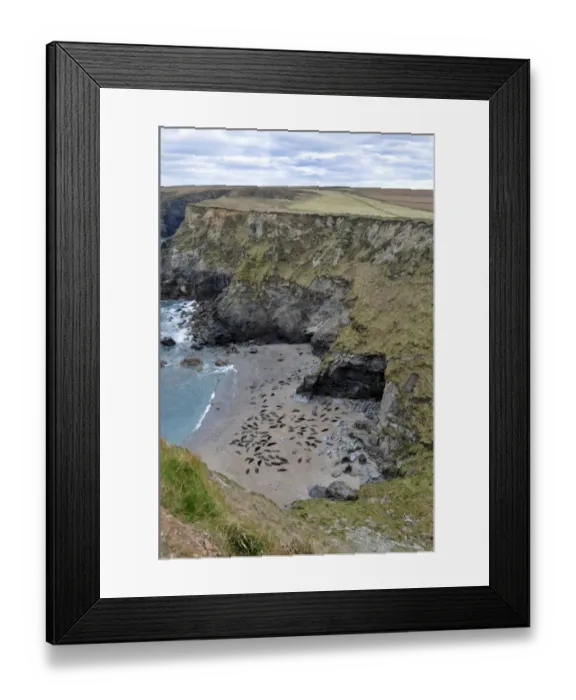 Framed Print : Grey Seal (Halichoerus grypus) colony, hauled out on beach, in cove habitat, Godrevy, St