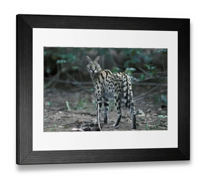 Framed Print : Serval (Leptailurus serval) Close-up / standing / Kenya Framed Print : Serval (Leptailurus serval) Close-up / standing / Kenya