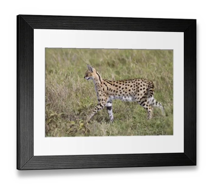 Framed Print : Serval (Leptailurus serval) adult, walking in savannah, Serengeti N. P. Tanzania, December