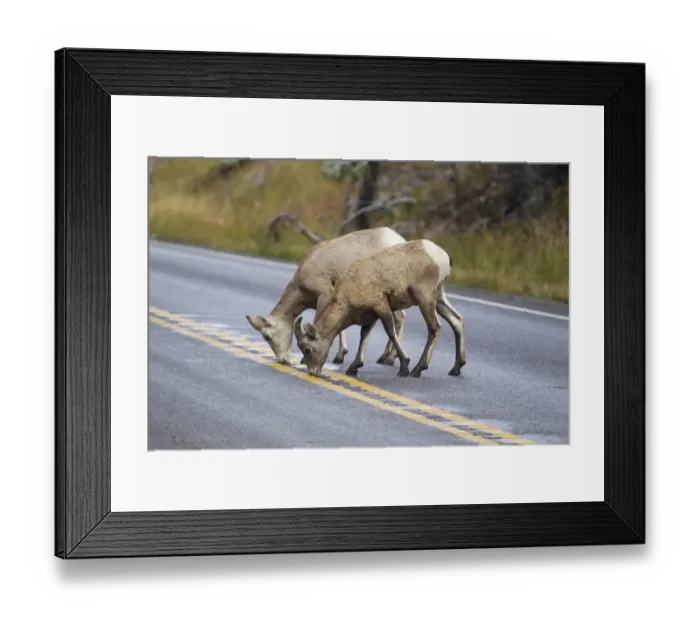 Framed Print : Bighorn Sheep (Ovis canadensis canadensis) adult female and juvenile, licking salt from road, Montana, U. S. A. October Framed Print : Bighorn Sheep (Ovis canadensis canadensis) adult female and juvenile, licking salt from road, Montana, U. S. A. October