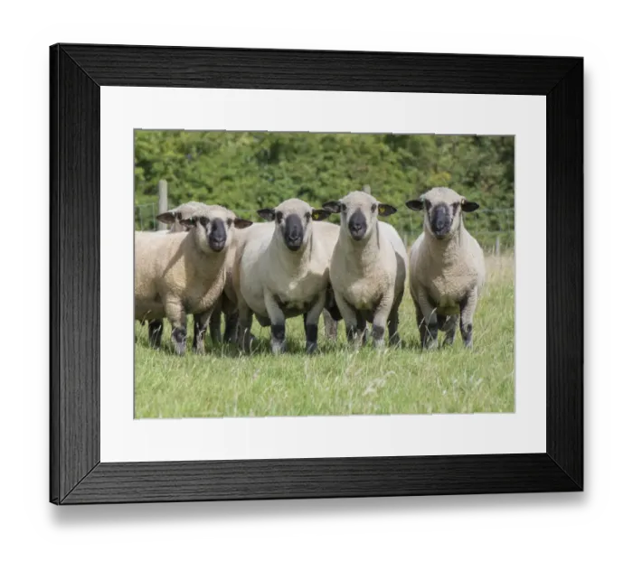 Framed Print : Domestic Sheep, Hampshire Down shearling rams, flock standing in pasture, Lincolnshire, England, August Framed Print : Domestic Sheep, Hampshire Down shearling rams, flock standing in pasture, Lincolnshire, England, August