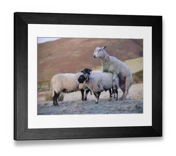Framed Print : Domestic Sheep, Blue-faced Leicester ram, mating with Swaledale ewe, Dinkling Green Farm, Whitewell, Clitheroe Framed Print : Domestic Sheep, Blue-faced Leicester ram, mating with Swaledale ewe, Dinkling Green Farm, Whitewell, Clitheroe