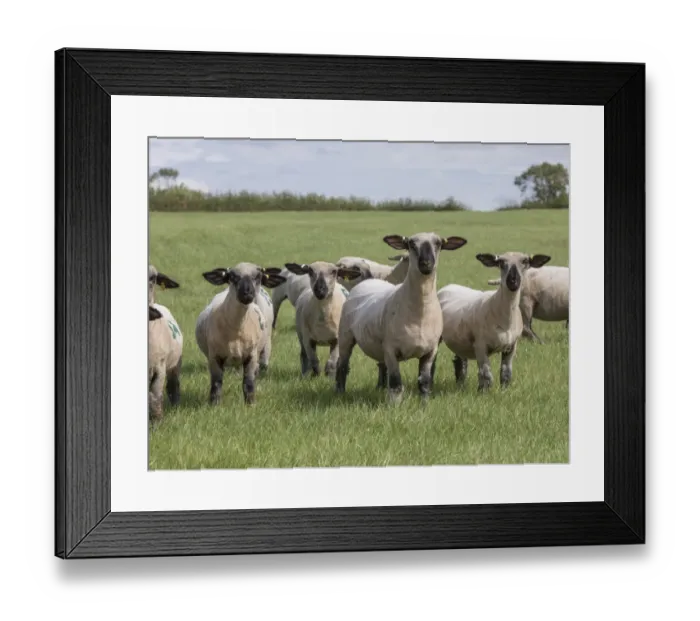 Framed Print : Domestic Sheep, Hampshire Down shearling ewes, flock standing in pasture, Lincolnshire, England, August Framed Print : Domestic Sheep, Hampshire Down shearling ewes, flock standing in pasture, Lincolnshire, England, August