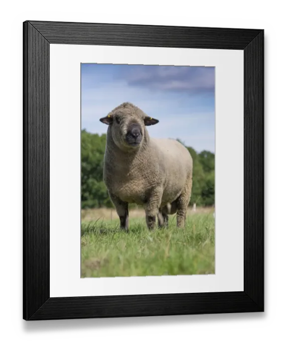Framed Print : Domestic Sheep, Hampshire Down ram, standing in pasture, Lincolnshire, England, August Framed Print : Domestic Sheep, Hampshire Down ram, standing in pasture, Lincolnshire, England, August