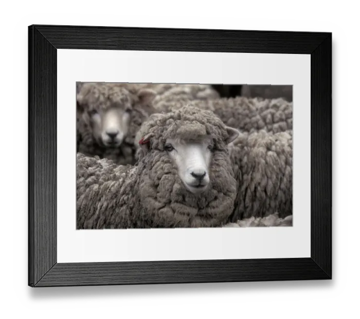 Framed Print : Carradale Sheep Waiting to be shorn Framed Print : Carradale Sheep Waiting to be shorn