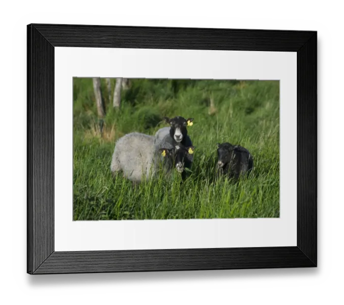 Framed Print : Domestic Sheep, two ewes with lamb, with ear tags, grazing in long grass, Sweden, may Framed Print : Domestic Sheep, two ewes with lamb, with ear tags, grazing in long grass, Sweden, may