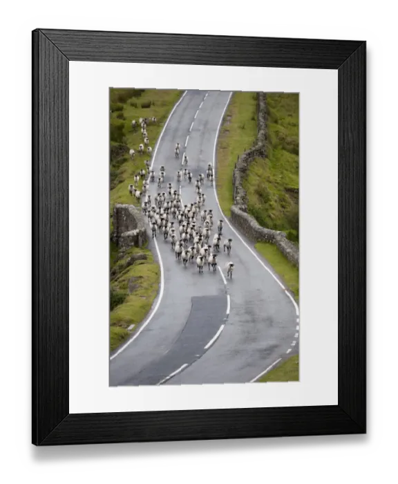 Framed Print : Domestic Sheep, Swaledale ewes, flock running down road on moorland, Dartmoor, Devon, England, August