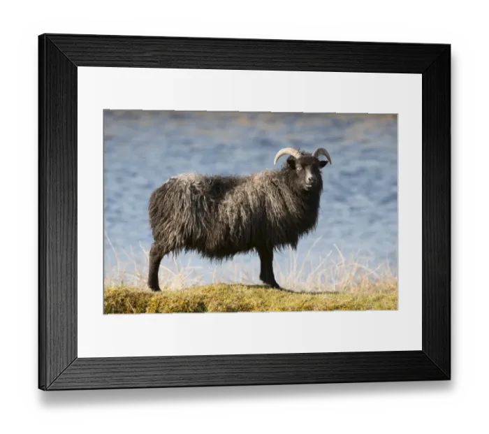 Framed Print : Domestic Sheep, Hebridean ewe, standing beside water in moorland, South Uist, Outer Hebrides, Scotland, May Framed Print : Domestic Sheep, Hebridean ewe, standing beside water in moorland, South Uist, Outer Hebrides, Scotland, May