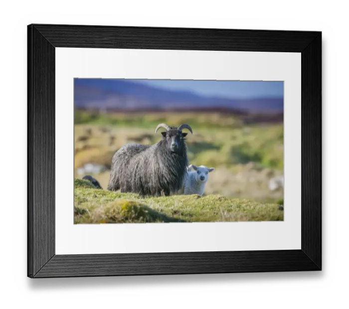 Framed Print : Domestic Sheep, Hebridean ewe with crossbred lamb, standing in moorland, South Uist, Outer Hebrides, Scotland, May Framed Print : Domestic Sheep, Hebridean ewe with crossbred lamb, standing in moorland, South Uist, Outer Hebrides, Scotland, May