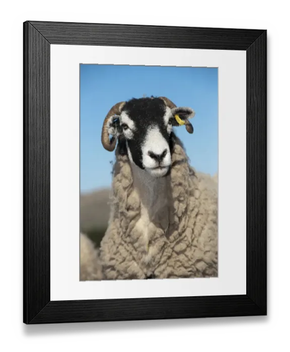 Framed Print : Domestic Sheep, Swaledale ewe, close-up of head, on moorland, Cumbria, England, March