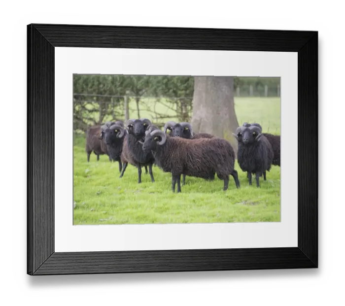 Framed Print : Domestic Sheep, Hebridean, rams, flock standing in pasture, Gisburn, Lancashire, England, August Framed Print : Domestic Sheep, Hebridean, rams, flock standing in pasture, Gisburn, Lancashire, England, August