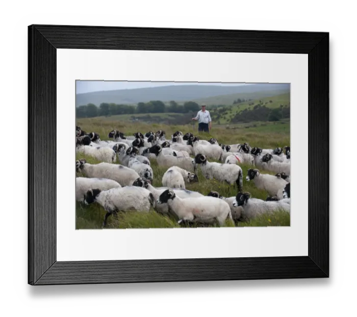 Framed Print : Domestic Sheep, Swaledale ewes, flock on moorland, with shepherd in background, Dartmoor, Devon, England, August Framed Print : Domestic Sheep, Swaledale ewes, flock on moorland, with shepherd in background, Dartmoor, Devon, England, August