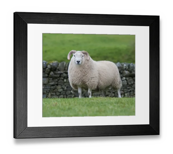 Framed Print : Domestic Sheep, South Country Cheviot ram, standing in pasture, Langholm, Dumfriesshire, Scotland, November