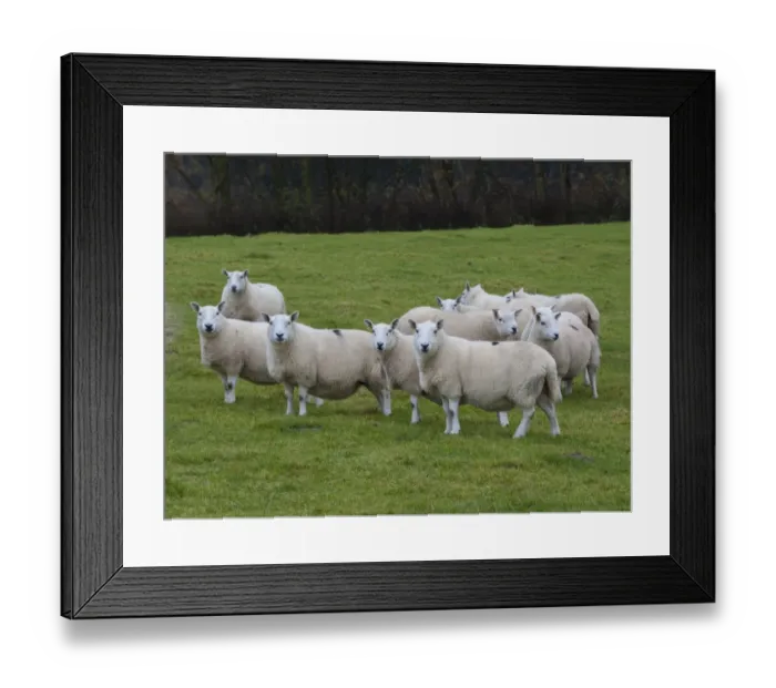 Framed Print : Domestic Sheep, North Country Cheviot ewes, Lairg type, flock standing in pasture, Langholm, Dumfriesshire, Scotland