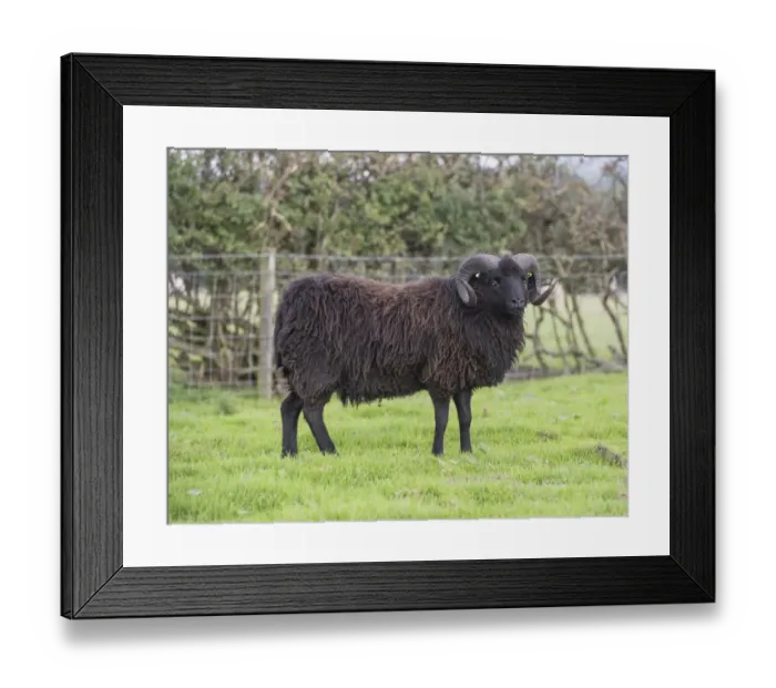 Framed Print : Domestic Sheep, Hebridean, ram, standing in pasture, Gisburn, Lancashire, England, August Framed Print : Domestic Sheep, Hebridean, ram, standing in pasture, Gisburn, Lancashire, England, August