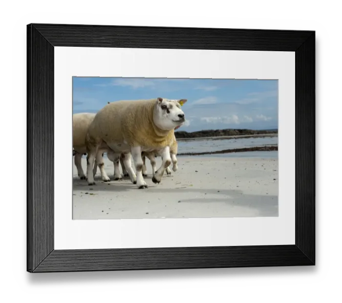Framed Print : Domestic Sheep, Beltex rams, flock walking on sandy beach, Isle of Tiree, Inner Hebrides, Scotland, August Framed Print : Domestic Sheep, Beltex rams, flock walking on sandy beach, Isle of Tiree, Inner Hebrides, Scotland, August