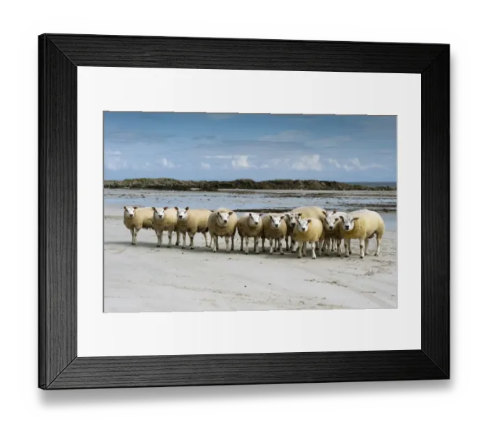 Framed Print : Domestic Sheep, Beltex rams, flock standing on sandy beach, Isle of Tiree, Inner Hebrides, Scotland, August