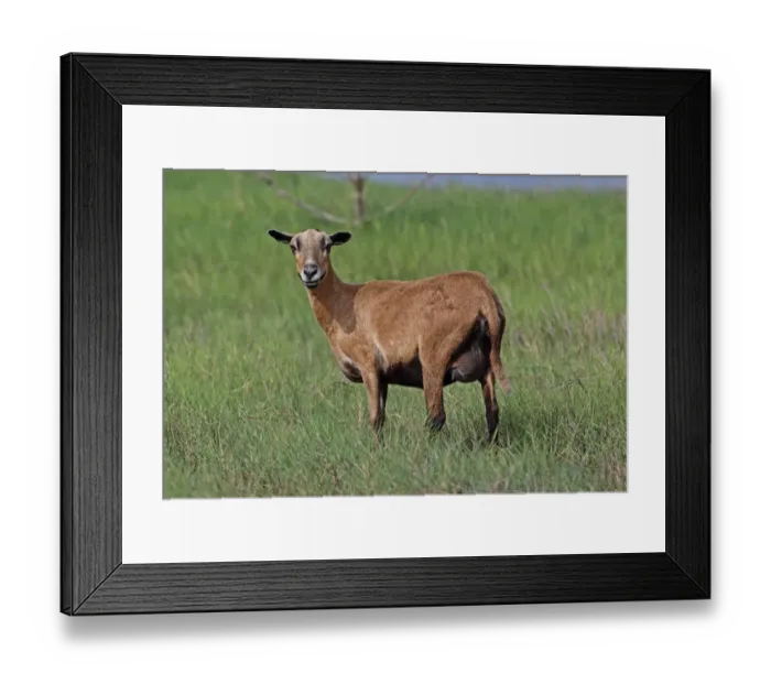 Framed Print : Domestic Sheep, Barbados Blackbelly ewe, standing in wet pasture, St. Lucia, Windward Islands, Lesser Antilles Framed Print : Domestic Sheep, Barbados Blackbelly ewe, standing in wet pasture, St. Lucia, Windward Islands, Lesser Antilles
