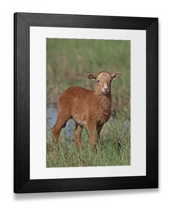 Framed Print : Domestic Sheep, Barbados Blackbelly lamb, standing in wet pasture, St. Lucia, Windward Islands, Lesser Antilles Framed Print : Domestic Sheep, Barbados Blackbelly lamb, standing in wet pasture, St. Lucia, Windward Islands, Lesser Antilles