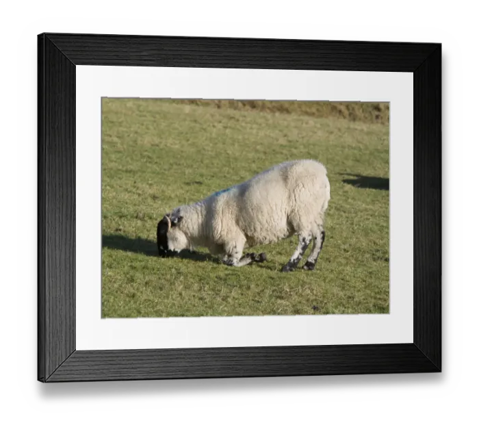 Framed Print : Domestic Sheep, Lonk ewe, lame, kneeling and grazing in pasture, Lancashire, England, December