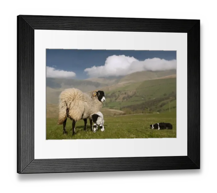 Framed Print : Domestic Sheep, Swaledale ewe and lamb, being watched by Border Collie sheepdog, Howgills, Cumbria, England, May Framed Print : Domestic Sheep, Swaledale ewe and lamb, being watched by Border Collie sheepdog, Howgills, Cumbria, England, May