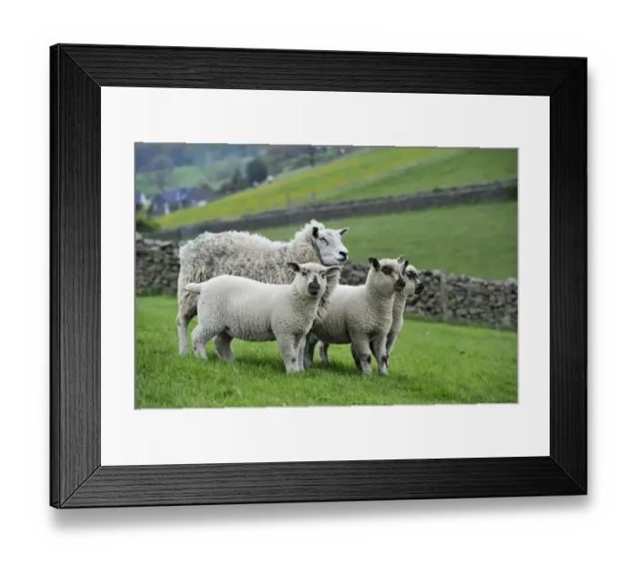 Framed Print : Domestic Sheep, ewe with crossbred lambs sired by Hampshire Down ram, standing in pasture, Cumbria, England, May