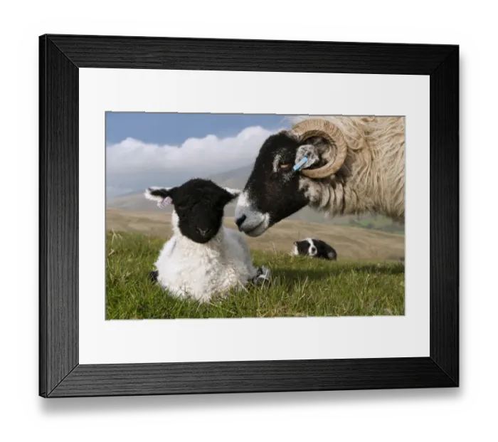 Framed Print : Domestic Sheep, Swaledale ewe and lamb, being watched by Border Collie sheepdog, Howgills, Cumbria, England, May Framed Print : Domestic Sheep, Swaledale ewe and lamb, being watched by Border Collie sheepdog, Howgills, Cumbria, England, May