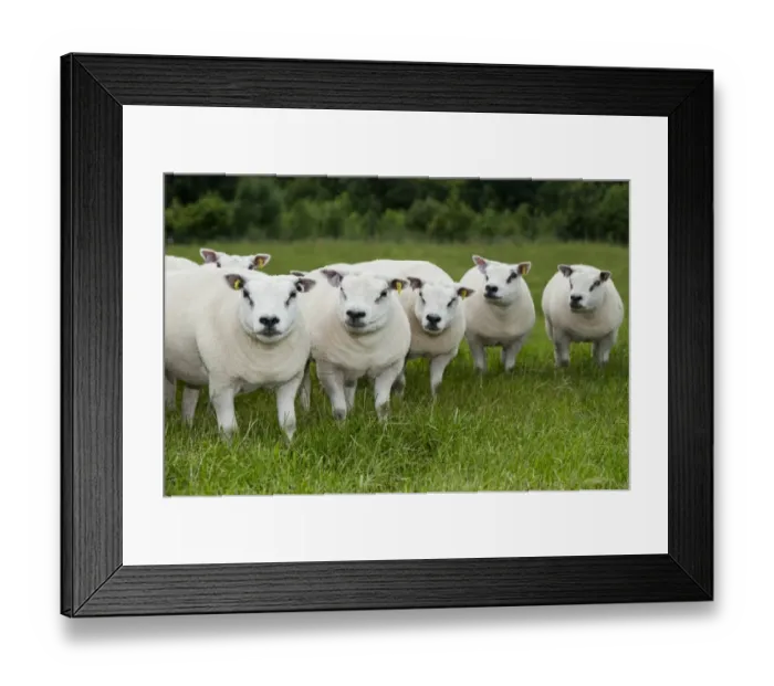 Framed Print : Domestic Sheep, Beltex ewes, flock standing in pasture, England, July Framed Print : Domestic Sheep, Beltex ewes, flock standing in pasture, England, July