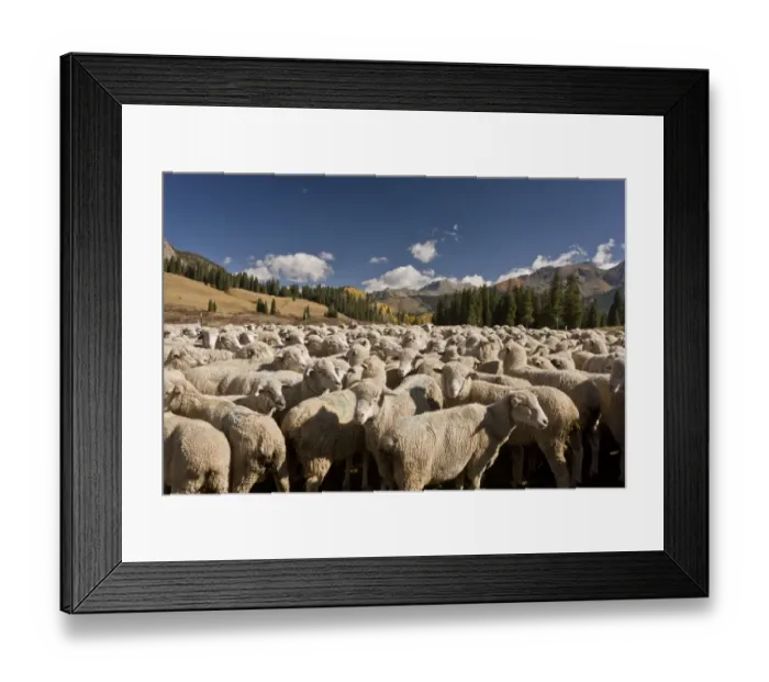 Framed Print : Domestic Sheep, flock, autumn round-up in mountain pasture, Lizard Head Pass, San Juan Mountains, Colorado, U. S. A