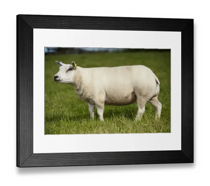 Framed Print : Domestic Sheep, Beltex ewe, standing in pasture, England, July Framed Print : Domestic Sheep, Beltex ewe, standing in pasture, England, July
