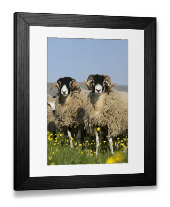 Framed Print : Domestic Sheep, Swaledale rams, standing amongst flowering buttercups in pasture, England, May