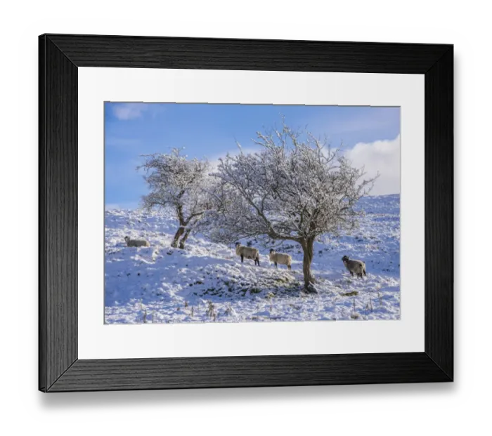 Framed Print : Domestic Sheep, Swaledale ewes, standing beside trees in snow, Dinkling Green, Whitewell, Clitheroe, Forest of Bowland Framed Print : Domestic Sheep, Swaledale ewes, standing beside trees in snow, Dinkling Green, Whitewell, Clitheroe, Forest of Bowland