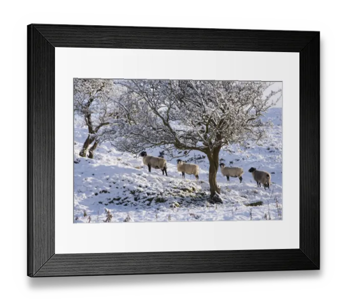 Framed Print : Domestic Sheep, Swaledale ewes, standing beside trees in snow, Dinkling Green, Whitewell, Clitheroe, Forest of Bowland Framed Print : Domestic Sheep, Swaledale ewes, standing beside trees in snow, Dinkling Green, Whitewell, Clitheroe, Forest of Bowland