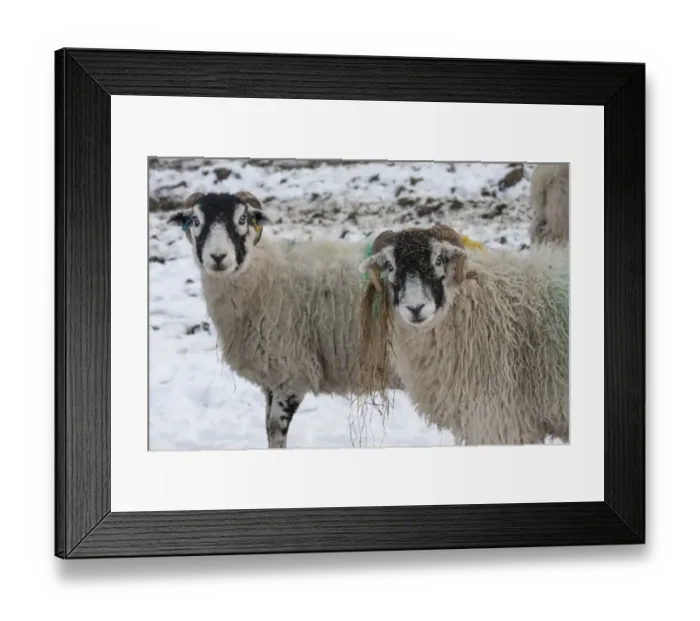 Framed Print : Domestic Sheep, Swaledale ewes, with silage caught on horns, standing in snow covered upland pasture, Grisedale Framed Print : Domestic Sheep, Swaledale ewes, with silage caught on horns, standing in snow covered upland pasture, Grisedale