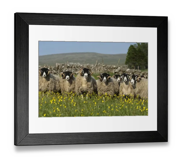 Framed Print : Domestic Sheep, Swaledale rams, flock standing amongst flowering buttercups in pasture, England, May Framed Print : Domestic Sheep, Swaledale rams, flock standing amongst flowering buttercups in pasture, England, May