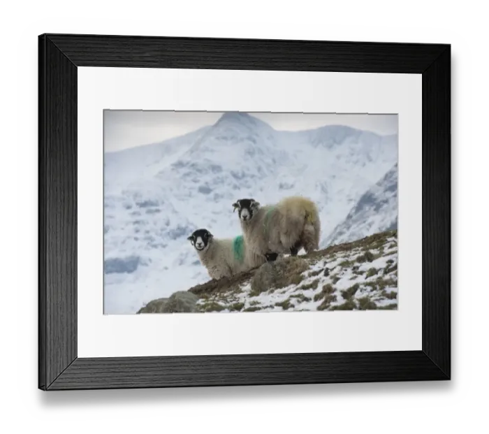 Framed Print : Domestic Sheep, Swaledale ewes, standing in snow covered upland pasture, Grisedale, Lake District, Cumbria, England