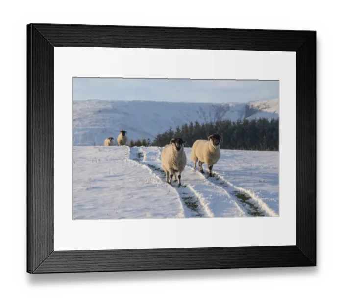 Framed Print : Domestic Sheep, Lonk ewes, standing on vehicle tracks in snow covered pasture, Dinkling Green Farm, Whitewell Framed Print : Domestic Sheep, Lonk ewes, standing on vehicle tracks in snow covered pasture, Dinkling Green Farm, Whitewell